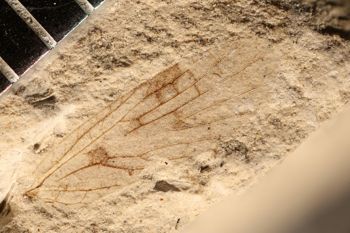 Media type: image;   Entomology PALE-10053